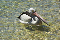 Australian Pelican {Pellicanus conspicillatus} on water, Nelson Bay, NSW, Australia