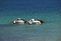 Two Australian Pelicans {Pellicanus conspicillatus} on water, Nelson Bay, NSW, Australia