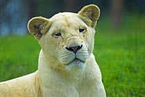 African Lion {Panthera leo} female, captive, Mogo Zoo, Australia