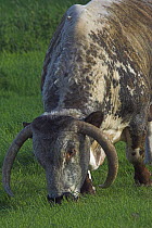 English Longhorn Bull (Bos taurus) grazing. UK