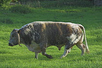 English Longhorn Bull (Bos taurus) walking in a field. UK