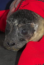 Common Seal (Phoca vitulina) orphan wrapped in a blanket after being rescued. UK