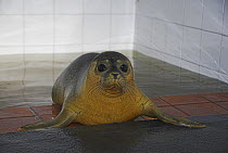 Common Seal (Phoca vitulina) after being rescued. UK