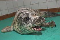 Common Seal (Phoca vitulina) orphan pup snarling after being rescued. UK