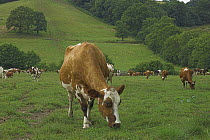 Ayrshire cows (Bos taurus) herd grazing in fields, UK