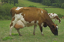 Ayrshire cow (Bos taurus) herd grazing in fields, UK - full udder