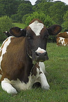 Ayrshire cow (Bos taurus) lieing down in field, UK