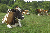 Ayrshire Cattle (Bos taurus) herd grazing and lieing down in field, UK