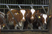 Ayrshire calves (Bos taurus) in stocks, UK