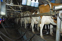 Ayrshire cown (Bos taurus) being milked in the dairy, UK