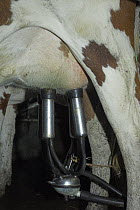 Close up of Ayrshire cow (Bos taurus) udder with milking machine attached in the dairy, UK