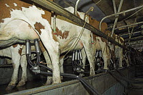 Ayrshire cows (Bos taurus) being milked in the dairy, UK
