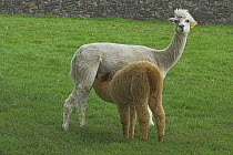 Alpaca (Lama pacos) cria suckling from its shorn mother in a field. UK