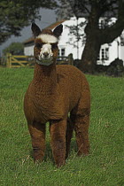 Alpaca (Lama pacos) cria in paddock, UK