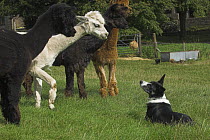 Alpaca (Lama pacos) investigating / watching a Collie dog, UK