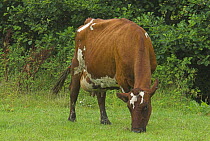 Ayrshire cow (Bos taurus) grazing, UK