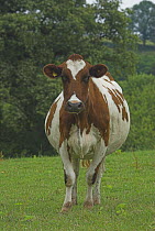 Ayrshire cow (Bos taurus), UK