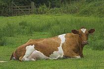 Ayrshire cow (Bos taurus) resting lieing down, UK