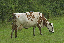 Ayrshire cow (Bos taurus) grazing, UK