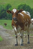Ayrshire cow (Bos taurus) standing on farm track, UK