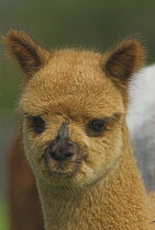 Alpaca (Lama pacos) head portrait, UK