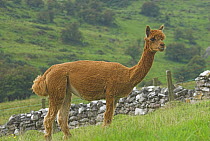 Alpaca (Lama pacos) in a field, UK