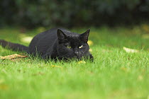 Black cat (Felis catus) stalking on grass, UK