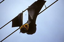 Fruit bat (Megachiroptera) electrocuted on over-head wires, Sri Lanka