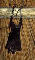 Peter's Epauleted Fruit bat (Epomophorus crypturus) hanging from roof beam, Botswana