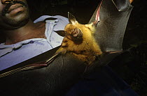 Man holding a Giant / Commersons leaf nosed bat (Hipposideros commersoni) by its wings, Odzala NP, Congo, Africa