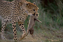 Cheetah {Acinonyx jubatus} carrying young in its mouth, Serengeti NP, Tanzania