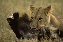 African lion {Panthera leo} female killing a Wildebeest prey {Connochaetes taurinus} by strangulation, Serengeti NP, Tanzania