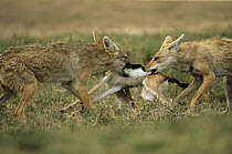 Pair of Golden jackal {Canis aureus} fight over Gazelle kill, Ngorongoro conservation area, Tanzania
