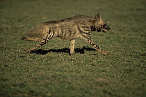 Striped hyaena {Hyaena hyaena} running, Serengeti NP, Tanzania