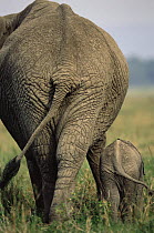 Rear view of African elephant with baby {Loxodonta africana} Serengeti NP, Tanzania
