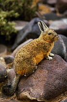 Common mountain viscacha (Lagidum viscacia) on rocks, Inkawasi Island, Salar de Uyuni, Bolivia