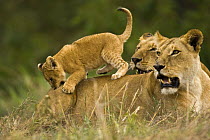 African lion {Panthera leo} young cub, two months old, playing on lioness, Masai Mara GR, Kenya