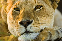 African lion {Panthera leo} lioness resting, Masai Mara GR, Kenya