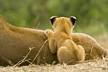 African lion {Panthera leo} rear view of young cub looking over the back of lioness, Masai Mara GR, Kenya