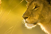 African lion {Panthera leo} lioness head profile portrait, Masai Mara GR, Kenya