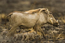 Warthog {Phacochoerus aethiopicus} female with young on burnt ground, Masai Mara GR, Kenya