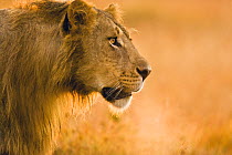 African lion {Panthera leo} male head profile portrait, Mara GR, Kenya