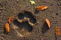 Footprint of African lion {Panthera leo} in mud, Masai Mara GR, Kenya