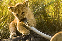 African lion {Panthera leo} young cub, two months old, playing with mother's tail, Masai Mara GR, Kenya