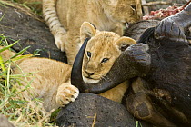 African lion {Panthera leo} cub, four months old, resting against horn of Buffalo kill, Masai Mara GR, Kenya