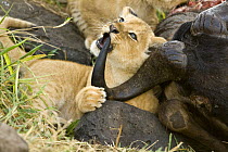 African lion {Panthera leo} cub, four months old, chewing on / playing with the tip of the horn of a Buffalo kill, Masai Mara GR, Kenya