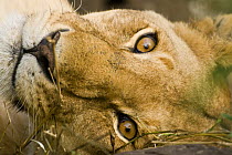 African lion {Panthera leo} lioness resting, portrait, Masai Mara GR, Kenya