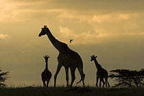 Silhouette of Giraffe {Giraffa camelopardalis} with young, Masai Mara GR, Kenya