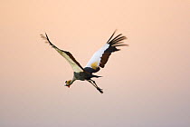 Crowned crane {Balearica regulorum} flying, Masai Mara GR, Kenya