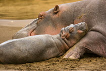 Hippopotamus {Hippopotamus amphibius} resting with young, Masai Mara GR, Kenya